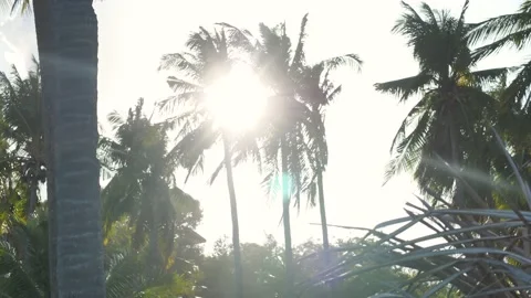 Coconut tree afternoon view sun shining through the leaves. Stock Footage 202207747