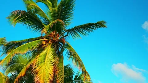 Coconut tree against a blue cloudy sky, bottom view.  Stock Footage 263865602