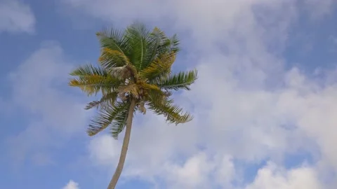 Coconut tree against blue sky Stock Footage 169594234