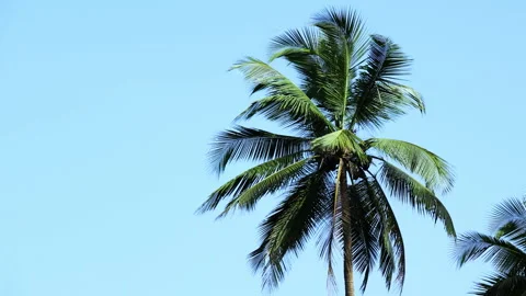 Coconut tree against the blue sky Stock Footage 293048712