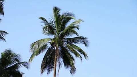 Coconut tree against the blue sky Stock Footage 293048764