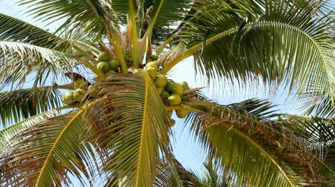 Coconut tree against the sky Stock Footage 35128513