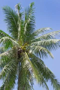 Coconut tree against the sky Stock Photos