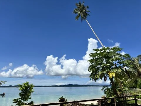 Coconut tree and beach Stock Photos