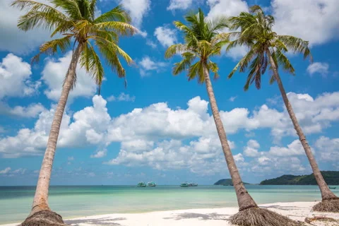 Coconut tree and beach timelapse Stock Footage 50988623