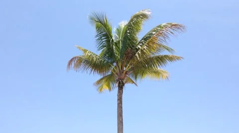 Coconut tree and blue sky Stock Footage 50126881