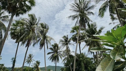 Coconut tree and blue sky at Koh Samui Thailand Stock Footage 106896919