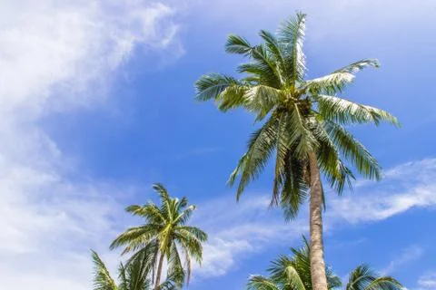 Coconut tree and blue sky Stock Photos