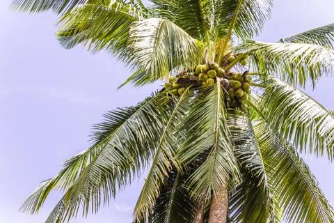 Coconut tree and blue sky Stock Photos