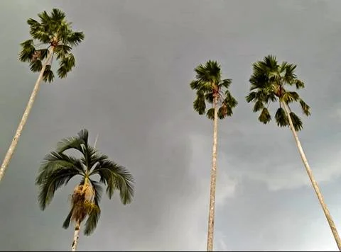 Coconut tree and cloudy sky Stock Photos