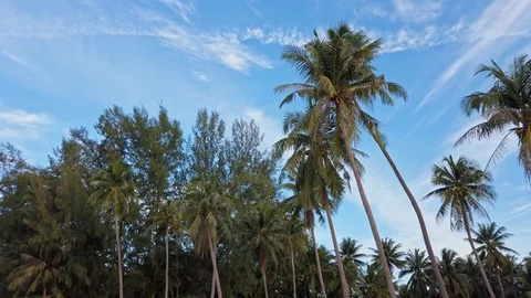 Coconut tree and palm tree with clear morning sky. Stock Footage 127265575