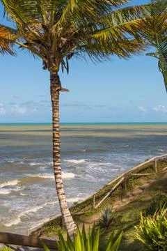 Coconut tree and path to the sea Stock Photos
