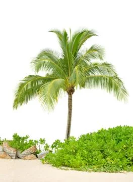 Coconut tree and sand Stock Photos