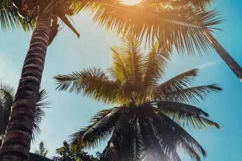 Coconut tree and sky with clouds, vintage effect. Stock Photos