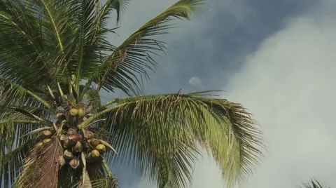 Coconut tree and sky Stock Footage 64221024