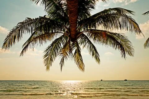 Coconut tree and sky Stock Photos