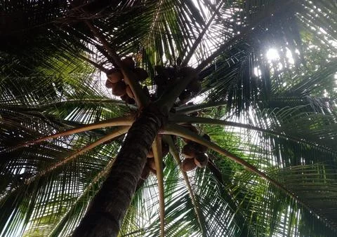 Coconut tree and sky Stock Photos