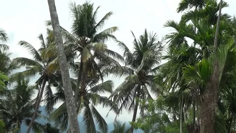 Coconut tree and some other trees on white cloud background Stock Footage 199030309
