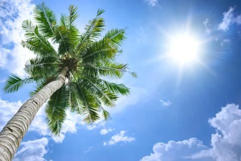 Coconut tree and sun Stock Photos