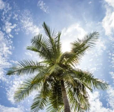 A coconut tree and  sunny blue sky. Stock Photos