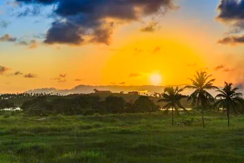Coconut tree and sunset Stock Photos
