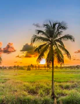 Coconut tree and sunset Stock Photos