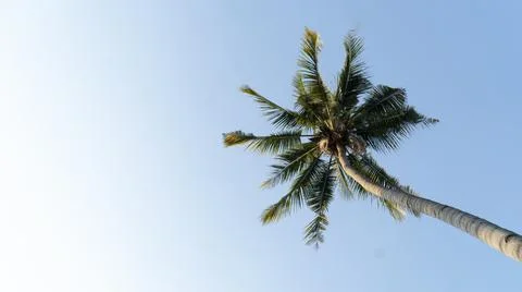 Coconut tree in Ant view on blue sky day Stock Photos