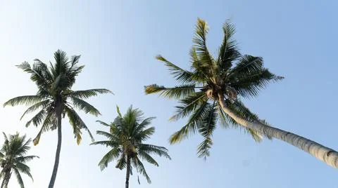 Coconut tree in Ant view on blue sky day Stock Photos