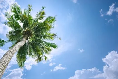 Coconut tree background Stock Photos