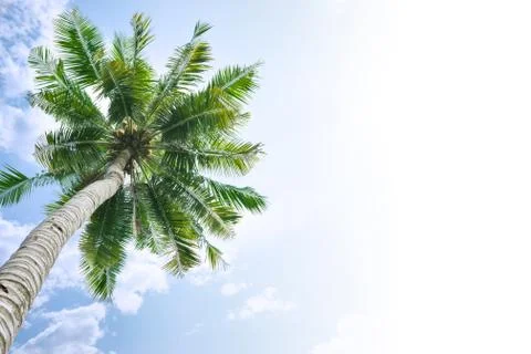 Coconut tree background Stock Photos
