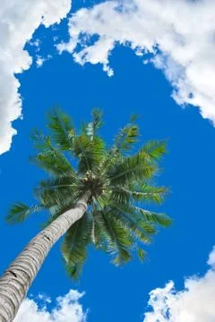 Coconut tree background Stock Photos