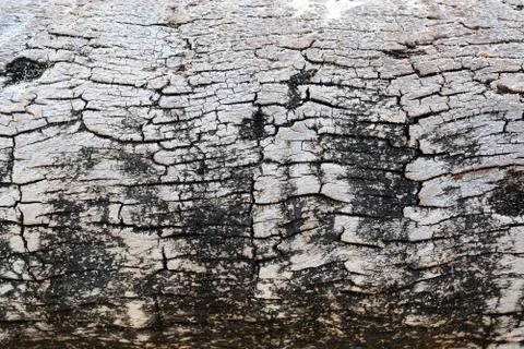 Coconut tree background Foto stock