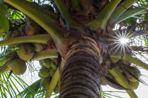 Coconut tree background Stock Photos