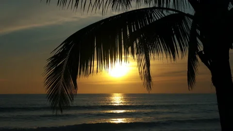 Coconut tree background for Sunsets  Stock Footage 155728030