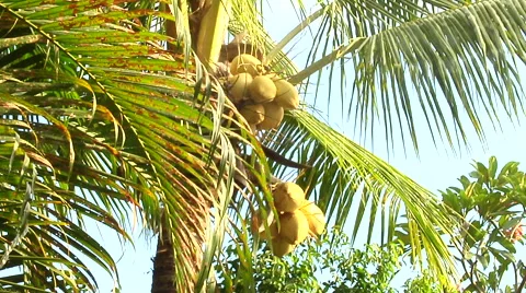 Coconut Tree in Bali Stock Footage 41380157