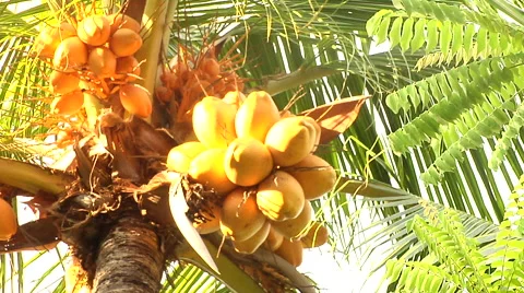 Coconut Tree in Bali Stock Footage 41380222