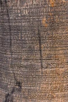 Coconut tree bark against blue sky in Cyprus 2 Stock Photos
