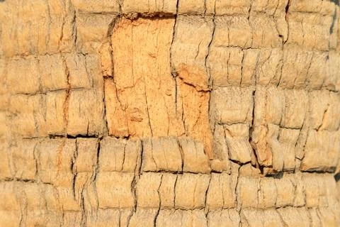 Coconut tree bark Foto stock