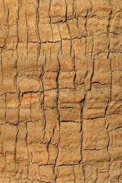Coconut tree bark Stock Photos