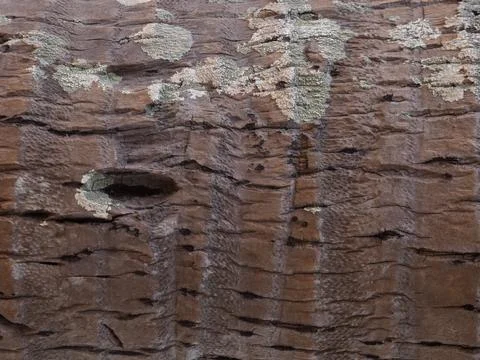 Coconut Tree Bark Texture Stock Photos