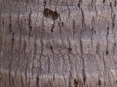 Coconut Tree Bark Texture Stock Photos