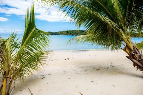 Coconut tree on beach with beautiful. Stock Photos