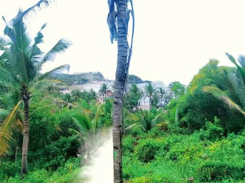 Coconut tree on the beach with a beautiful view Stock Photos