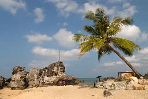 Coconut tree at beach cafe Stock Photos