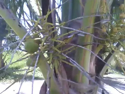 A coconut tree on the beach, with flowers and still small coconuts Stock Footage 162147599