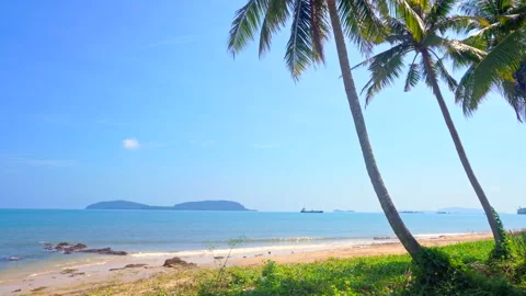 Coconut tree by the beach Stock Footage 156461240