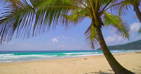 Coconut tree on the beach  Stock Footage 233765472