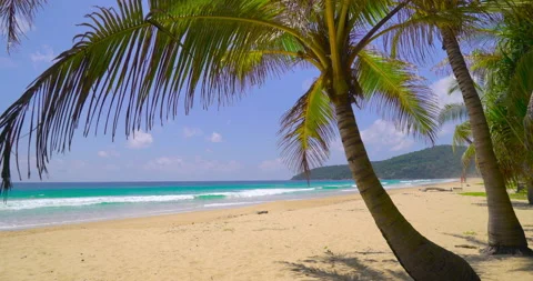 Coconut tree on the beach  Stock Footage 233765657