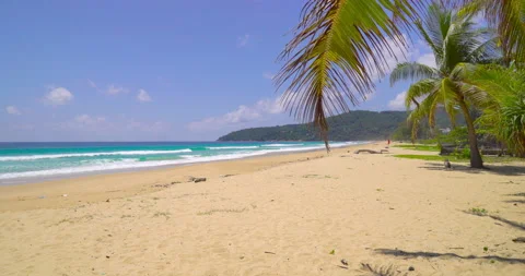 Coconut tree on the beach  Stock Footage 233765830