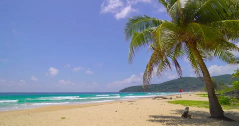 Coconut tree on the beach  Stock Footage 233765893